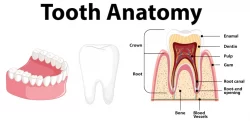 آناتومی دندانی