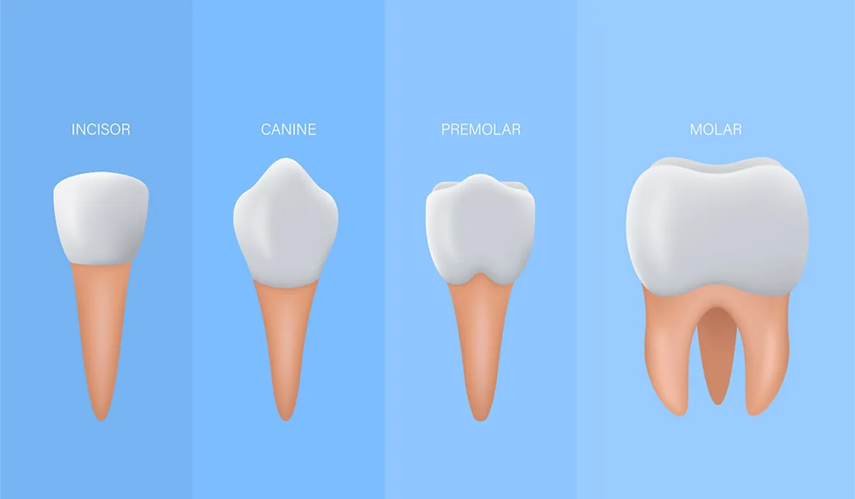 انواع دندان و جایگاه آنها در آناتومی دهان